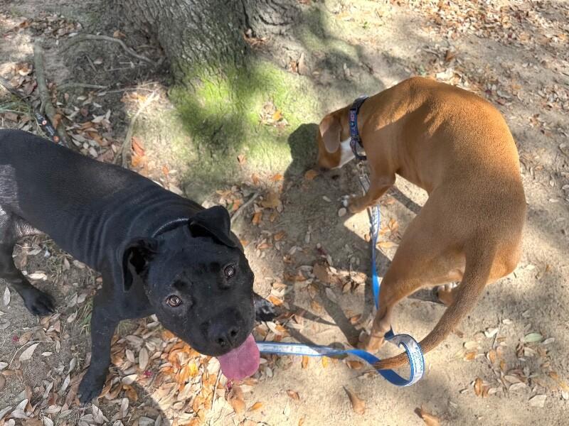 Angie Short Stack of Snuggles 4