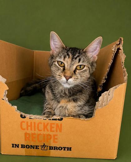 Enlarge Sweetie $50, a Adoptable mixed breed in Seneca, SC image 1/3