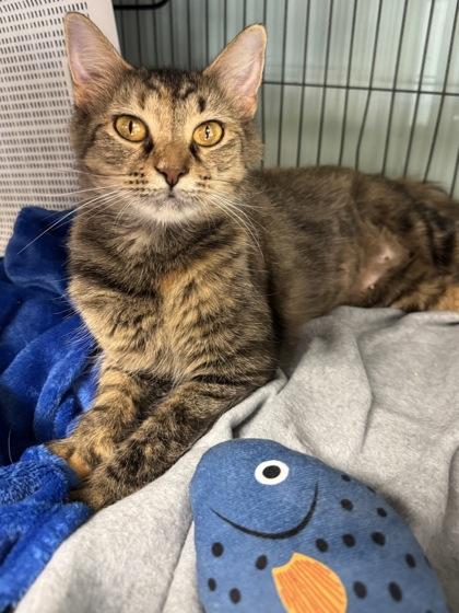 Enlarge Sweetie $50, a Adoptable mixed breed in Seneca, SC image 2/3