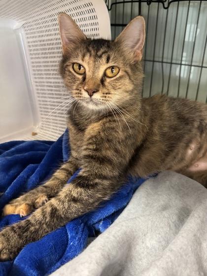 Enlarge Sweetie $50, a Adoptable mixed breed in Seneca, SC image 3/3