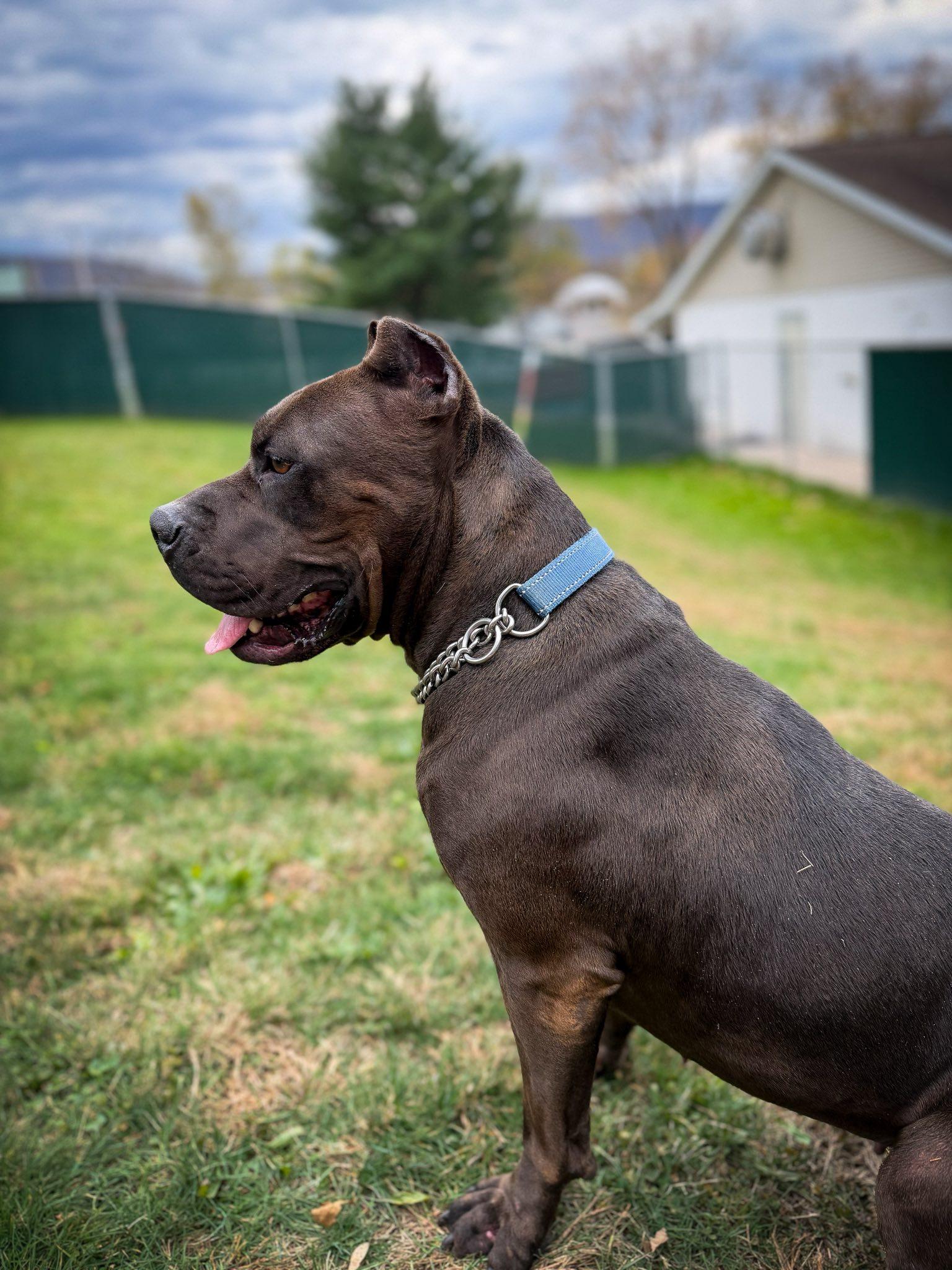 Valentine, a ADOPTABLE mixed breed in Lock Haven, PA image 2/2