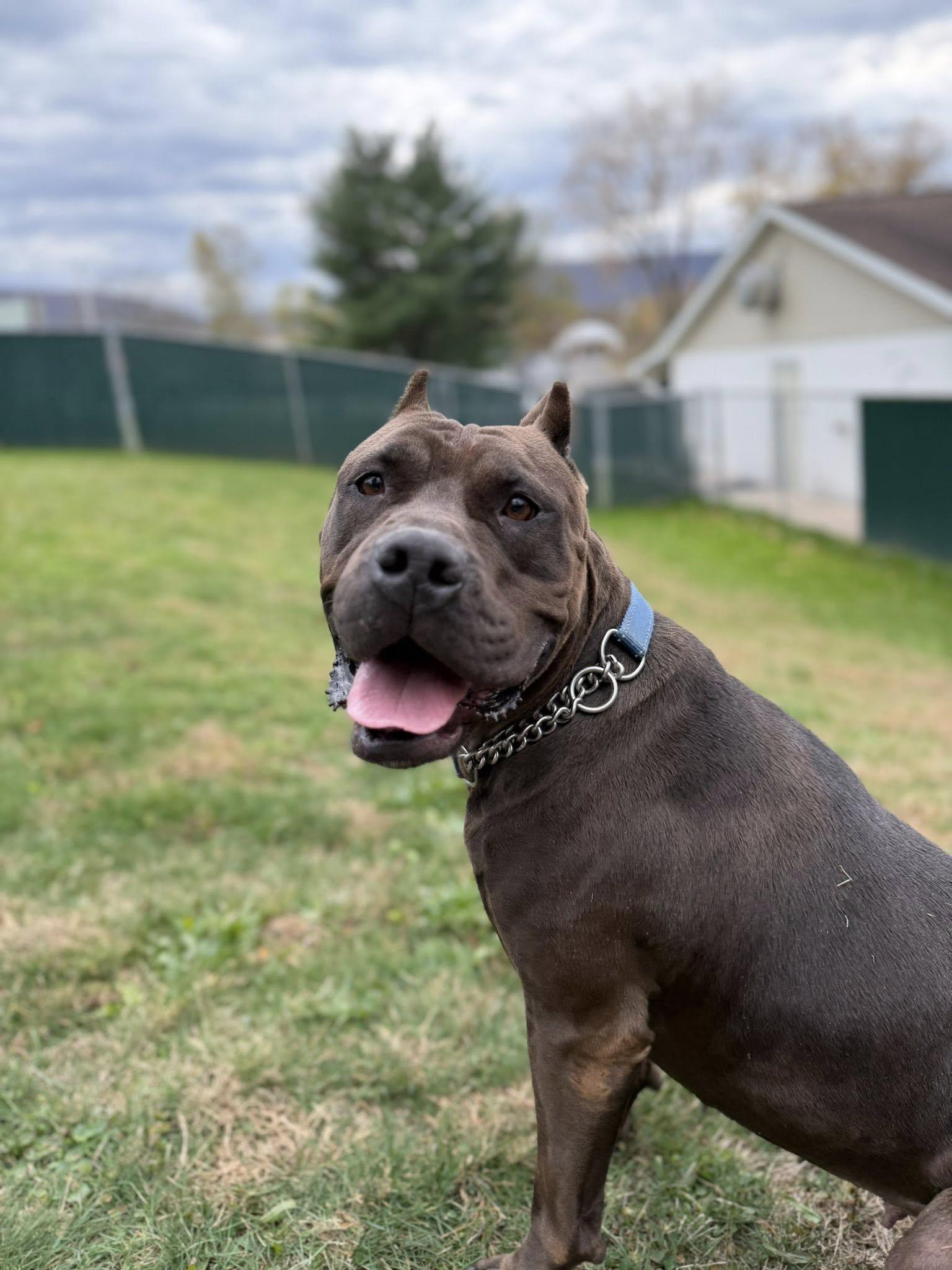 Valentine, a ADOPTABLE mixed breed in Lock Haven, PA image 1/2