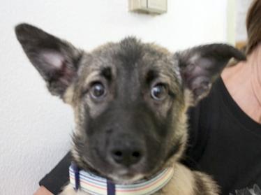 Luca, adopted, Young Male German Shepherd Dog.