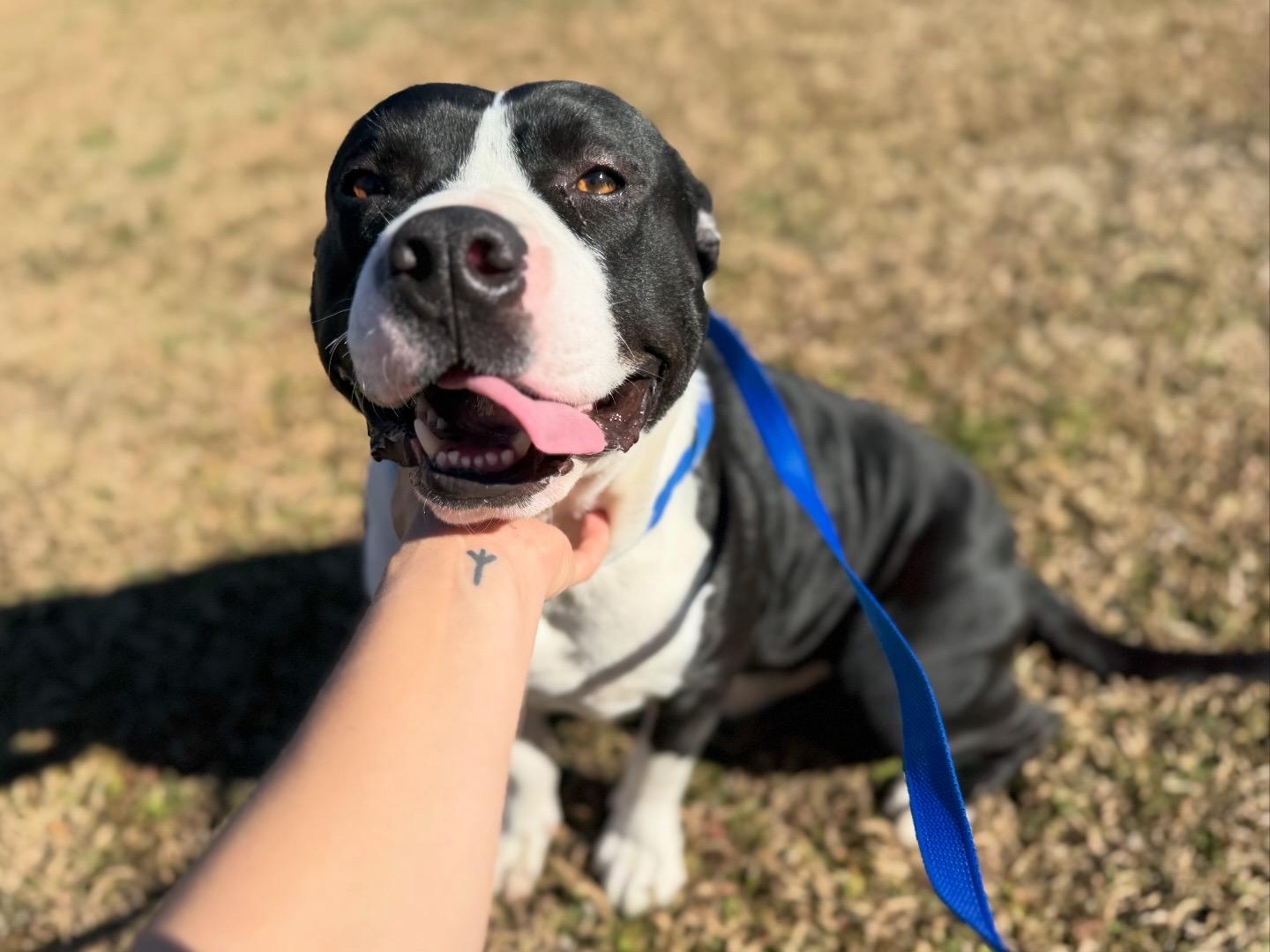 Enlarge Potato, an adopted mixed breed in Sherman, TX image 2/3