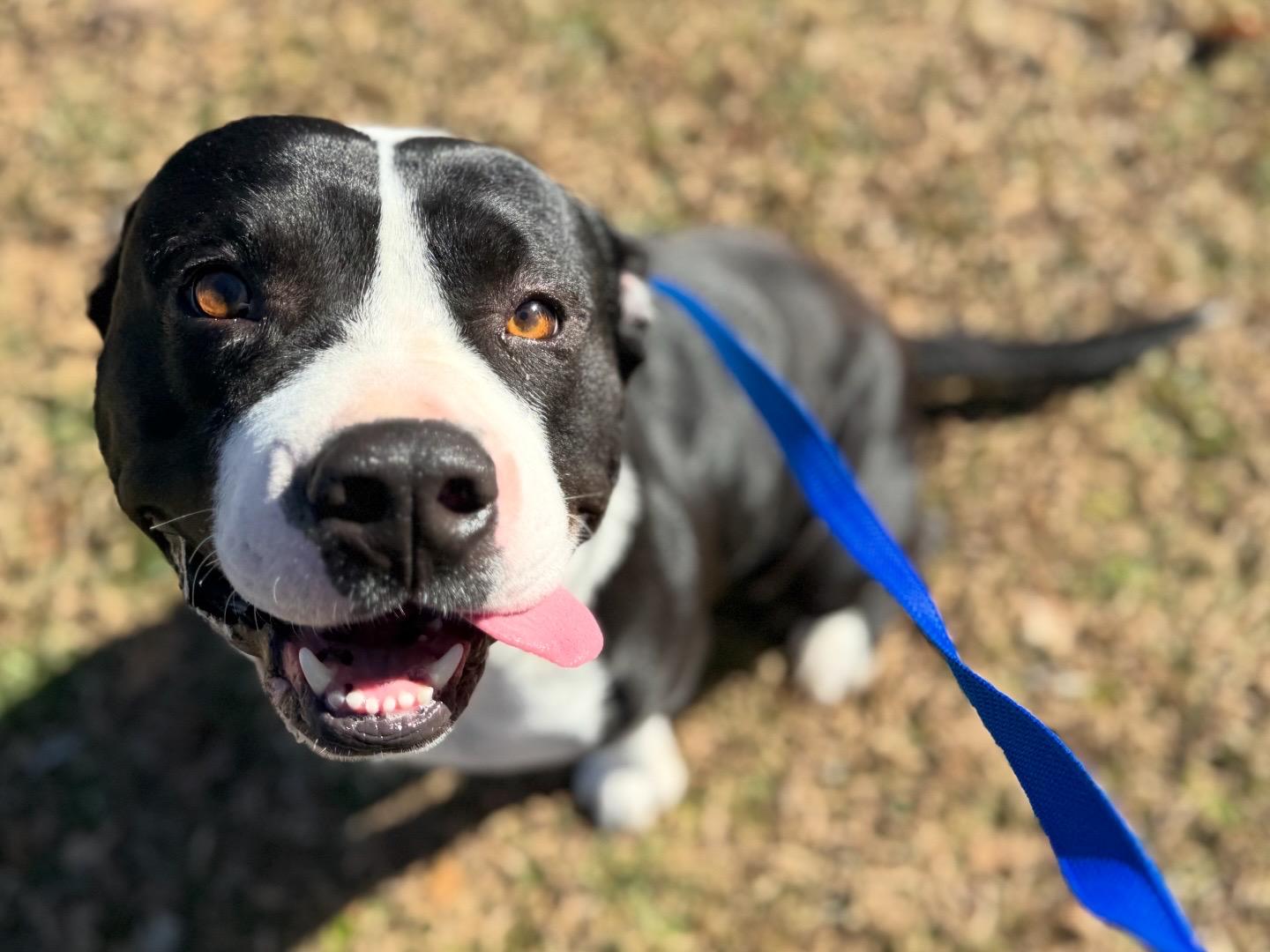 Potato, adopted, Adult Male Pit Bull Terrier.