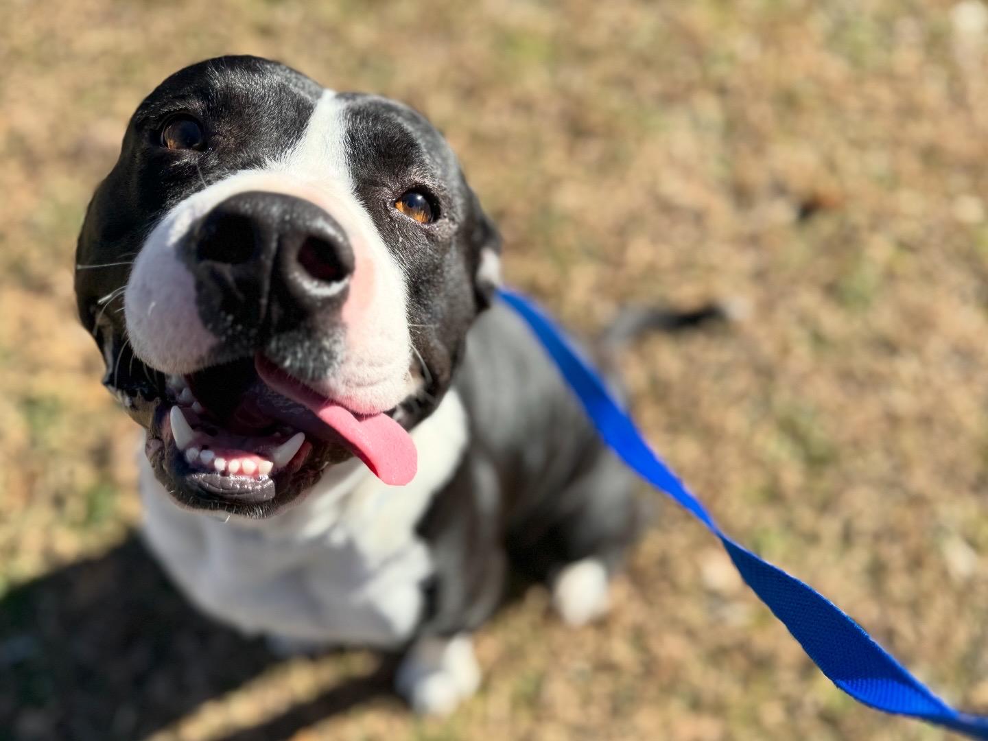 Enlarge Potato, an adopted mixed breed in Sherman, TX image 3/3