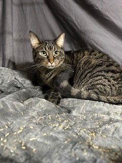 Tabby, Adoptable, Adult Male Domestic Short Hair.