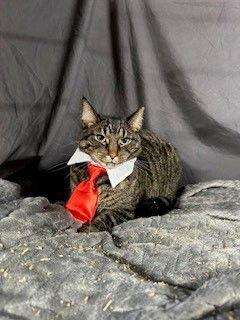 Tabby, a Adoptable Domestic Short Hair in Apollo, PA image 2/4