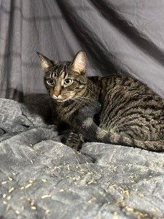 Tabby, a Adoptable Domestic Short Hair in Apollo, PA image 3/4