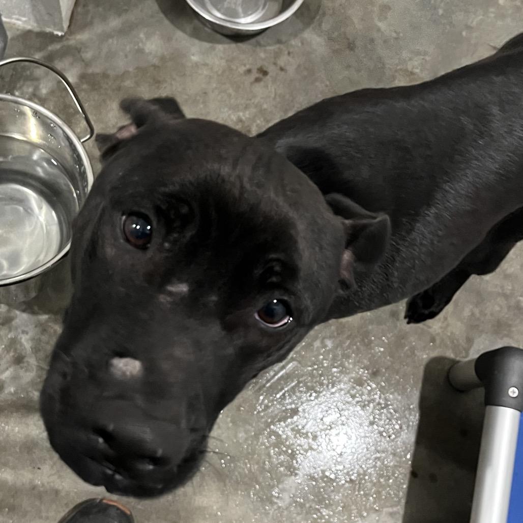 Sophia, Adoptable, Young Female Black Labrador Retriever & Mixed Breed.