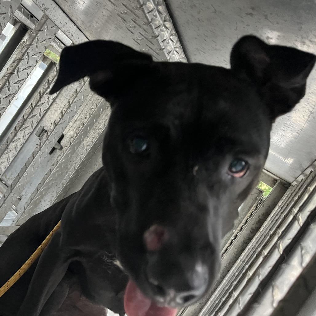 Sophia, Adoptable, Young Female Black Labrador Retriever & Mixed Breed.