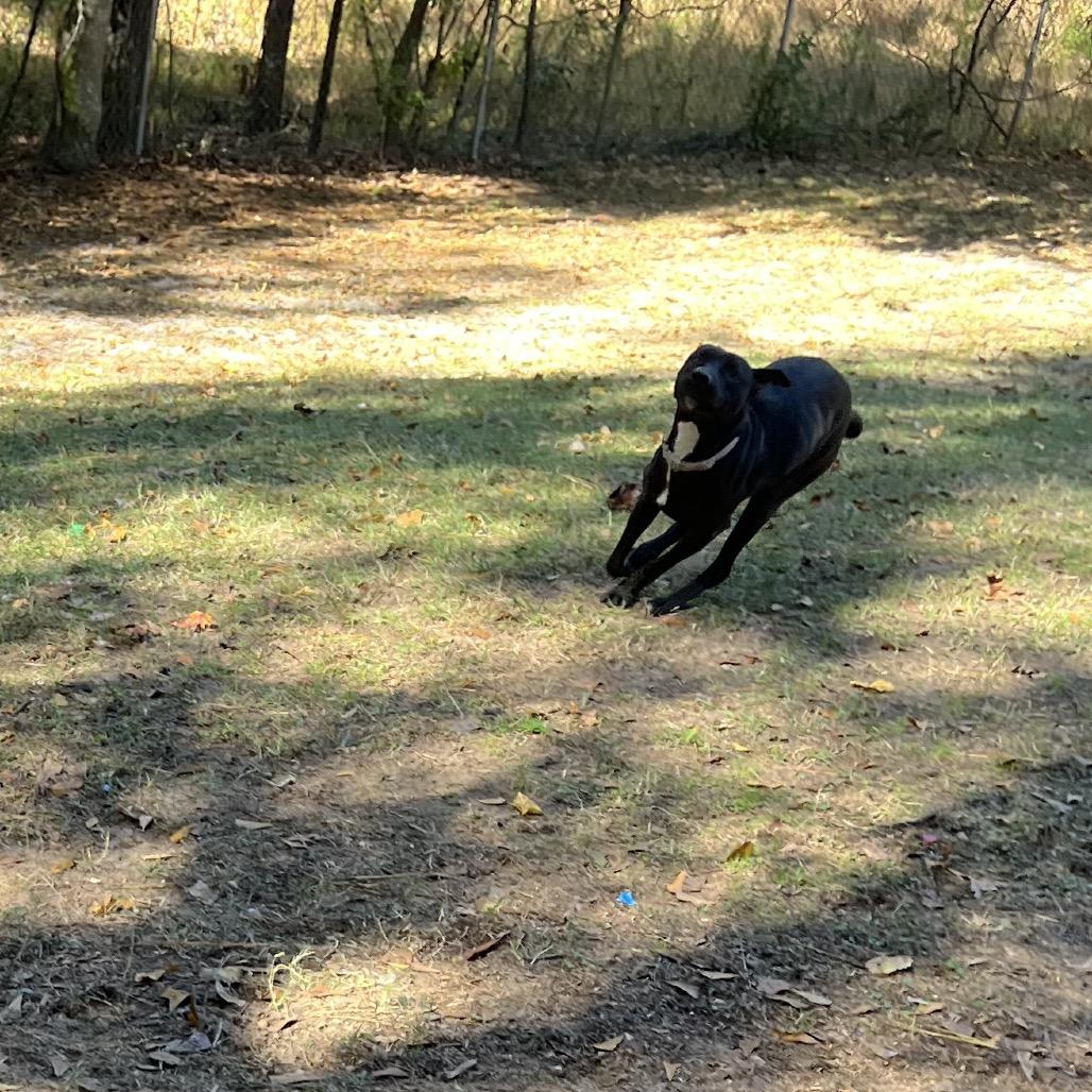 Enlarge Sophia, a Adoptable mixed breed in Richmond Hill, GA image 2/3