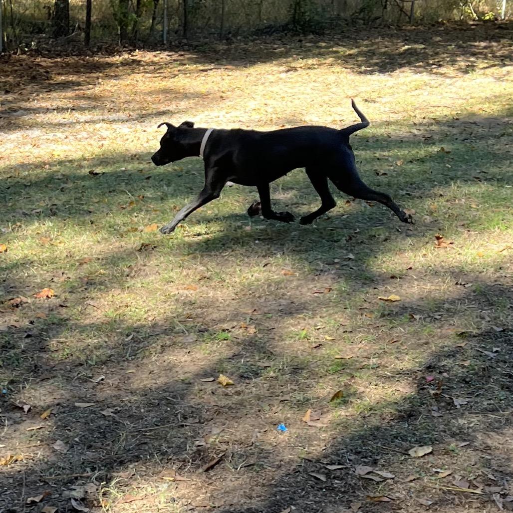 Enlarge Sophia, a Adoptable mixed breed in Richmond Hill, GA image 3/3
