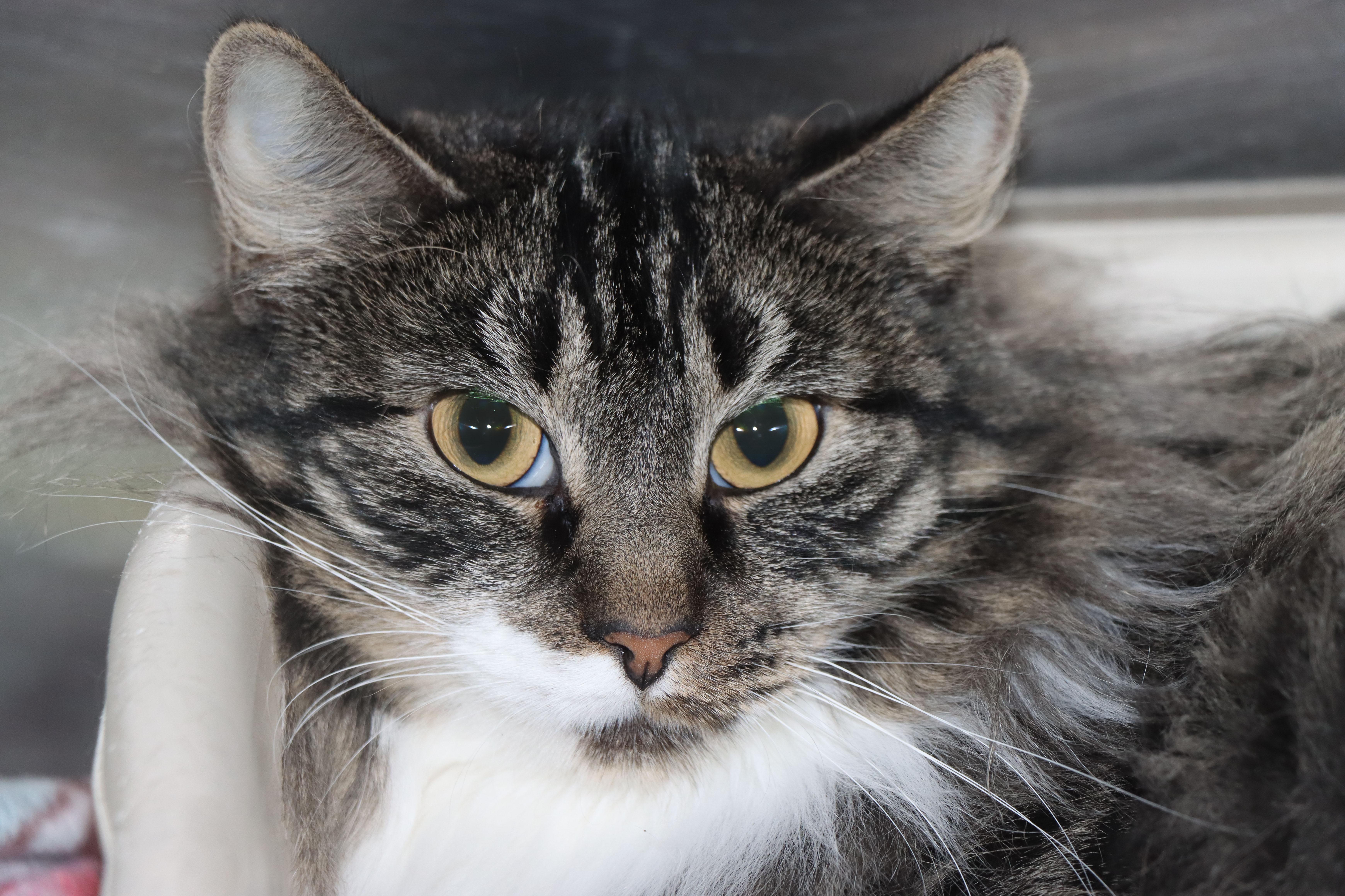 Enlarge Calzone, an adoptable Domestic Long Hair in House Springs, MO image 1/1