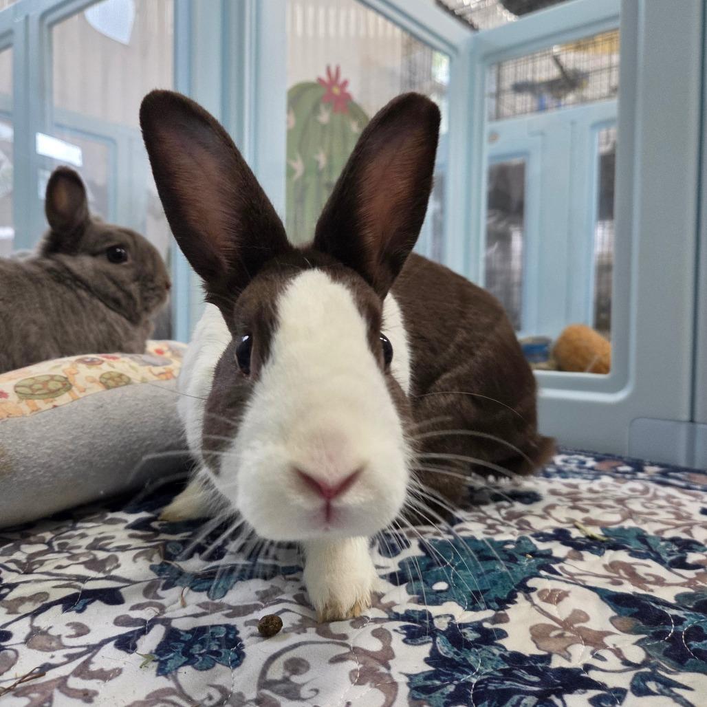 Emilio, Adoptable, Adult Male Dutch.