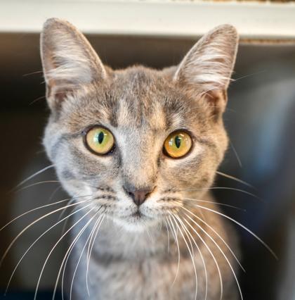 Grace is love snuggles and beauty in a silver polka dotted package! VIDEO