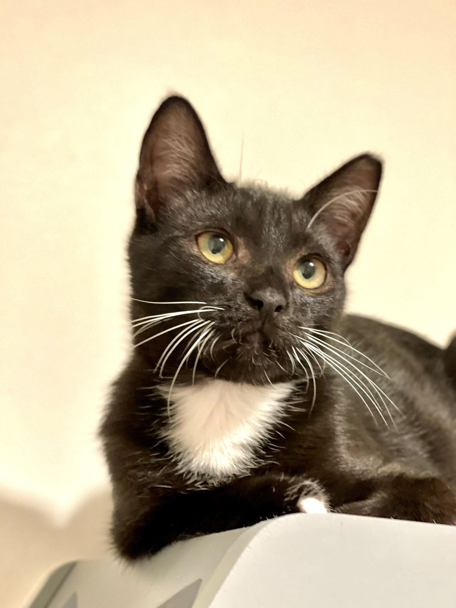 Sprite (bonded with Fresca), Adoptable, Young Male Domestic Short Hair.