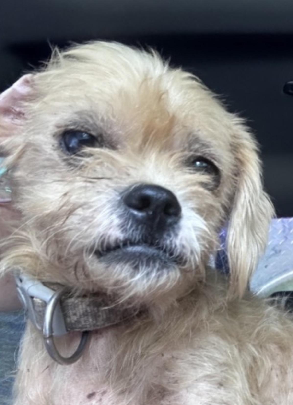 Blondie, Adoptable, Young Male Lhasa Apso & Poodle.