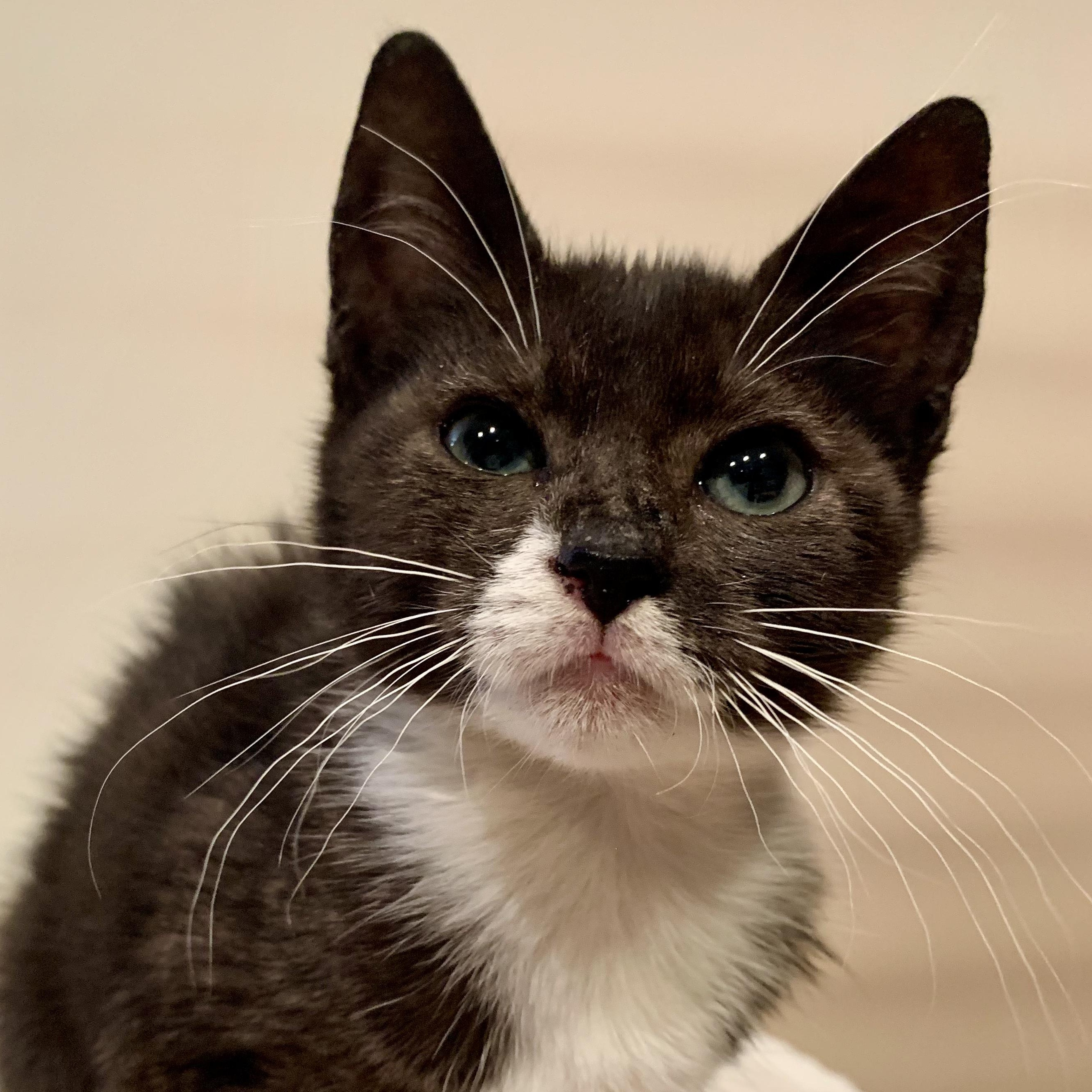 Briony, a Adoptable mixed breed in Moriches, NY image 4/4
