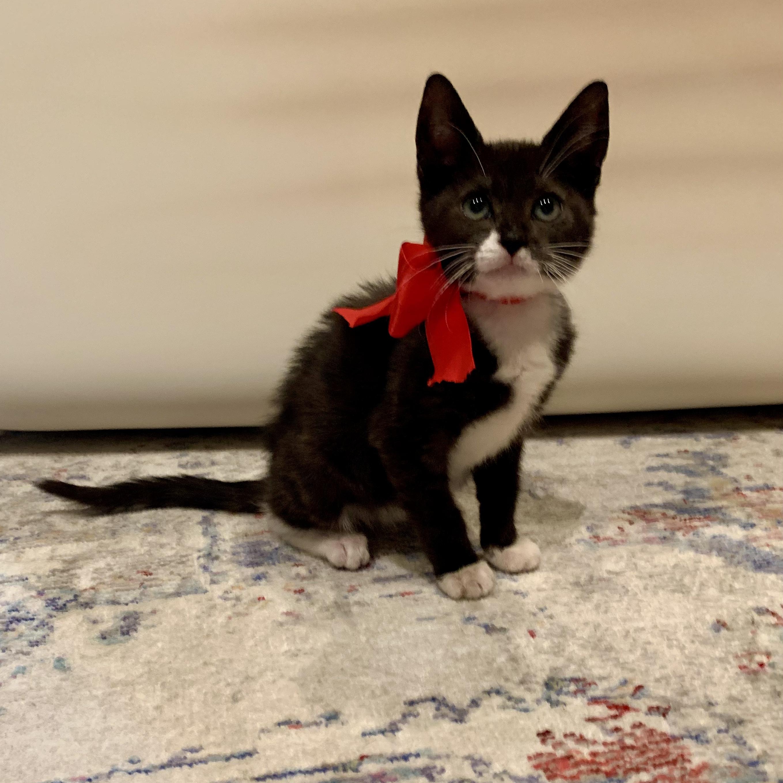 Briony, a Adoptable mixed breed in Moriches, NY image 1/4