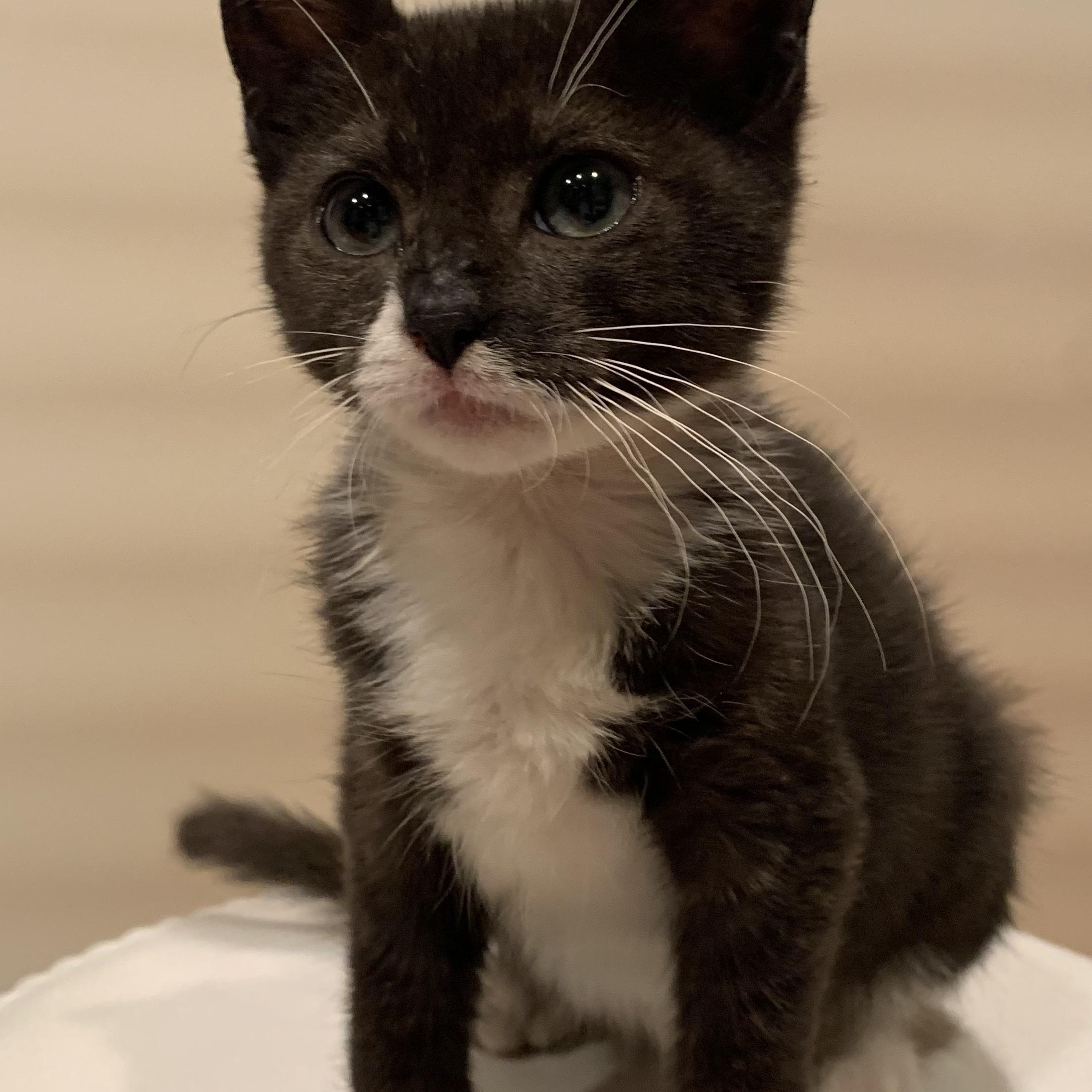 Briony, a Adoptable mixed breed in Moriches, NY image 3/4