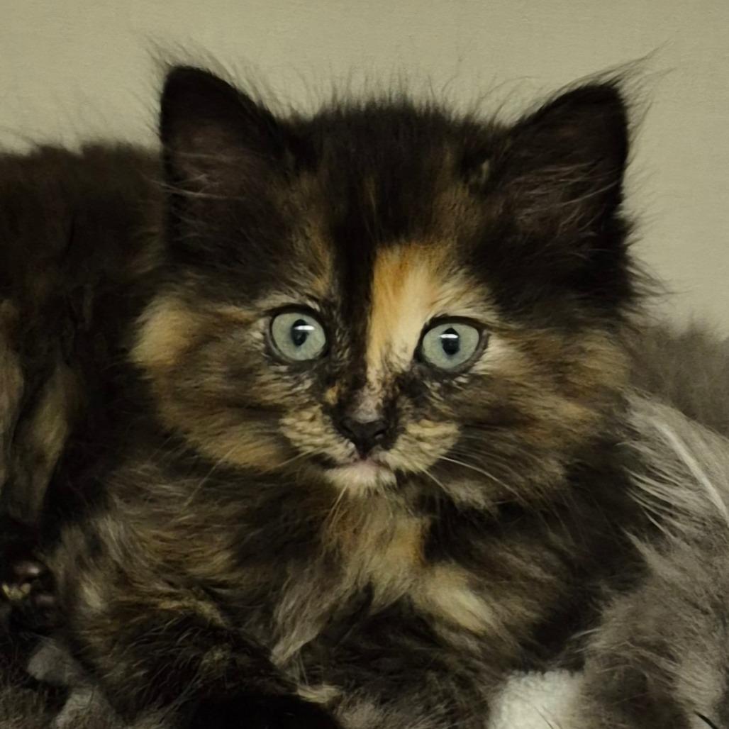 Jewel, Adoptable, Kitten Female Domestic Medium Hair.