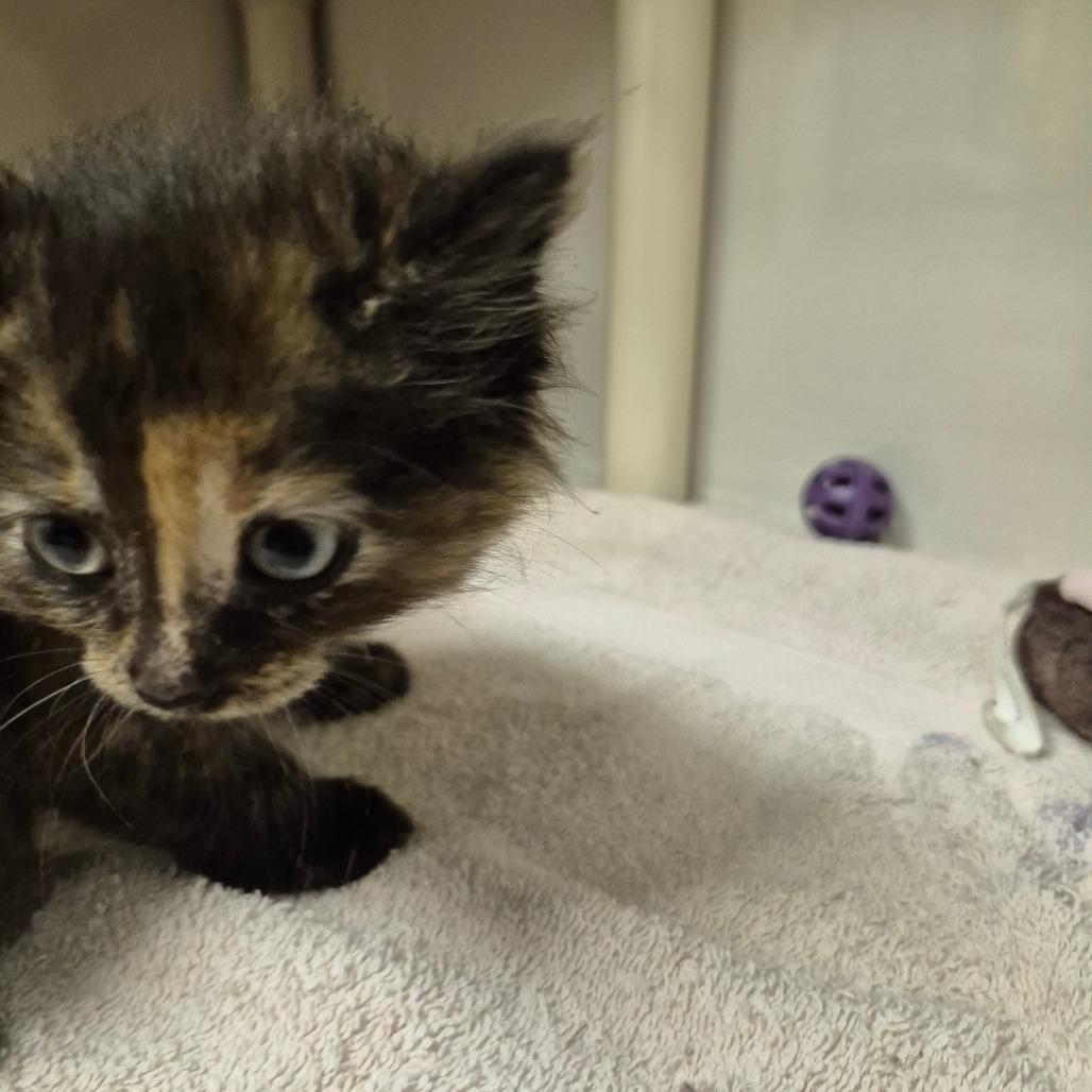 Jewel, a Adoptable Domestic Medium Hair in Drumheller, AB image 2/2