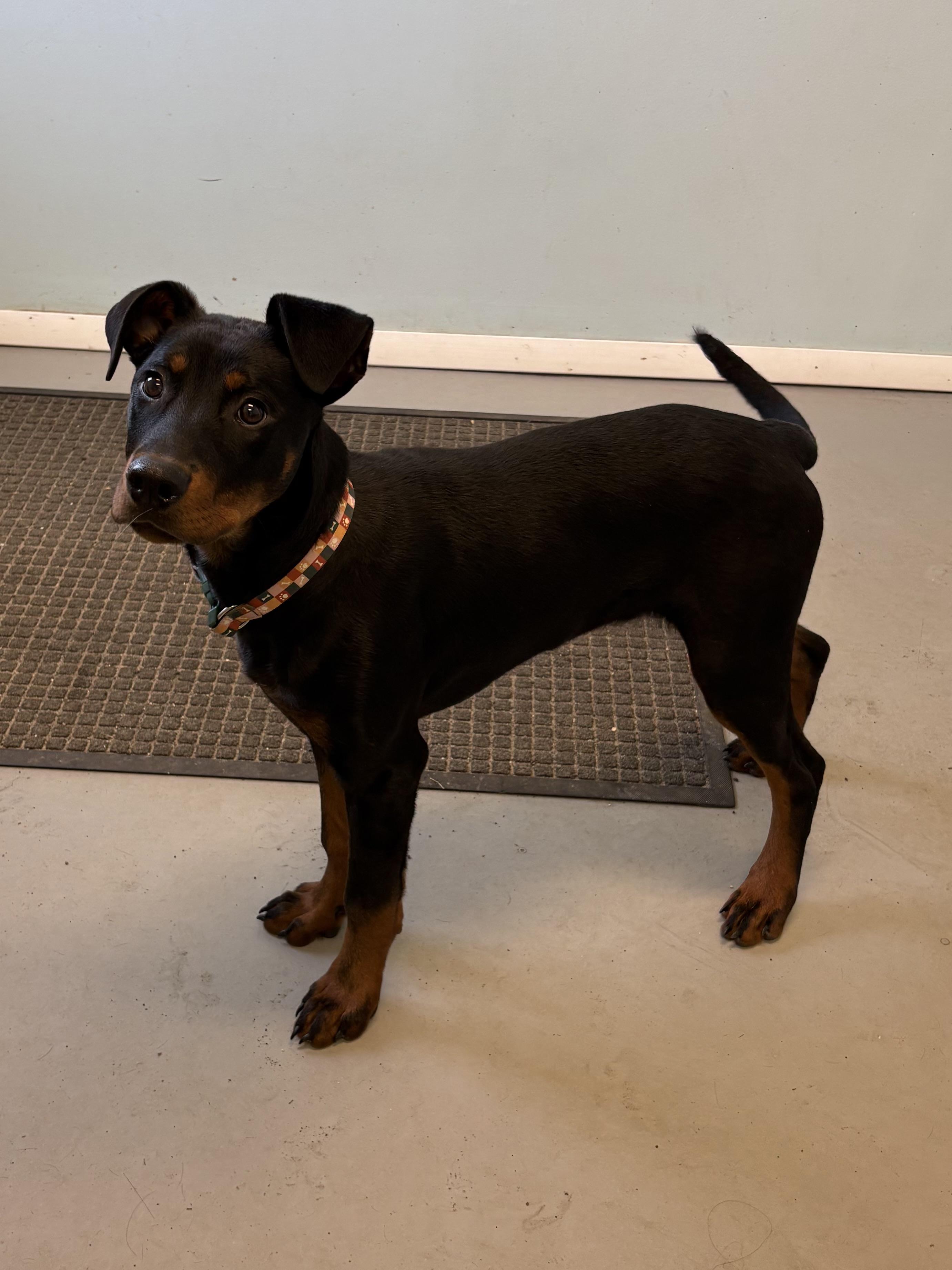 Lexton, adopted, Puppy Male Doberman Pinscher.