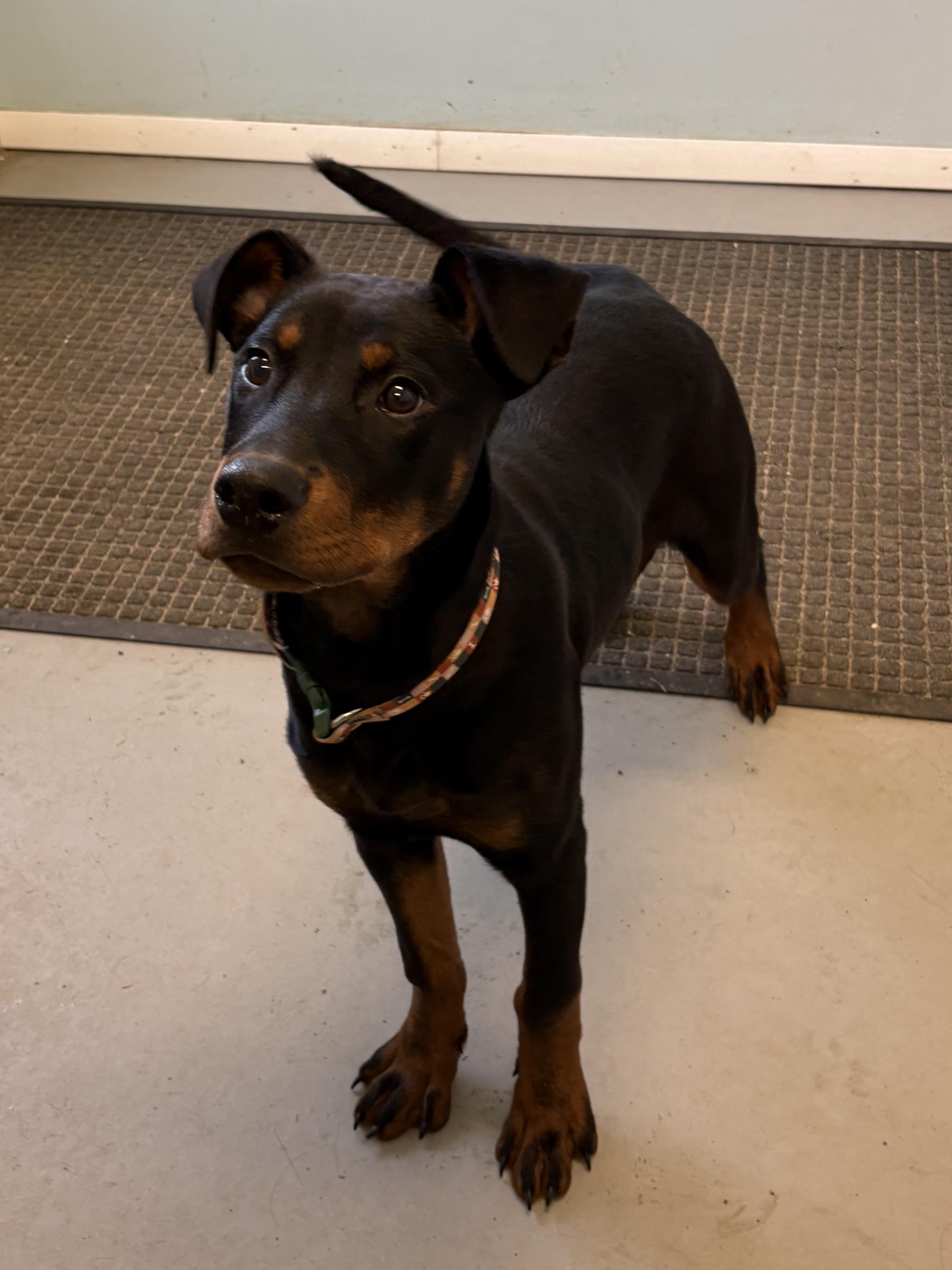 Enlarge Lexton, an adopted mixed breed in Big Rapids, MI image 2/3