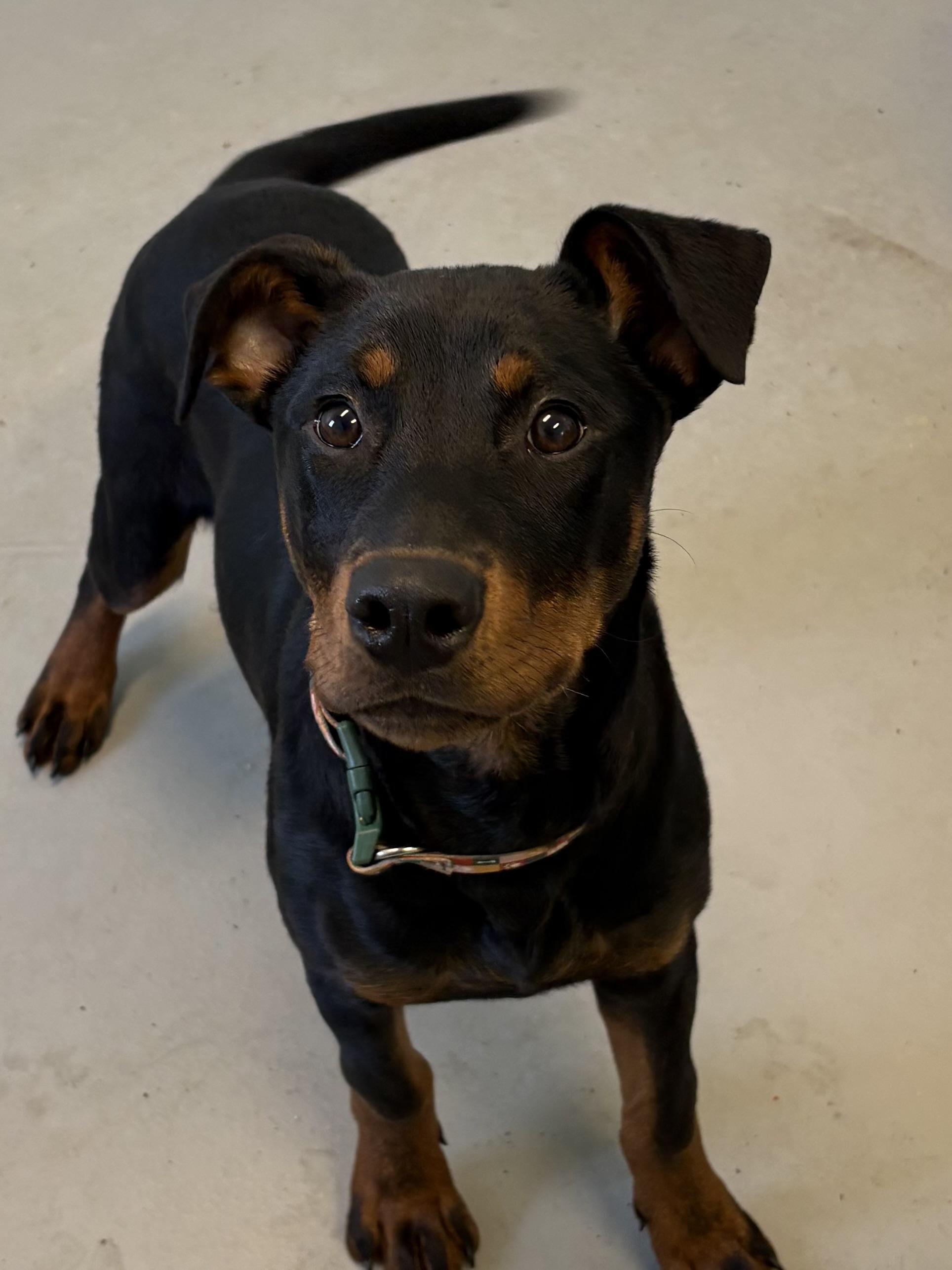 Enlarge Lexton, an adopted mixed breed in Big Rapids, MI image 3/3