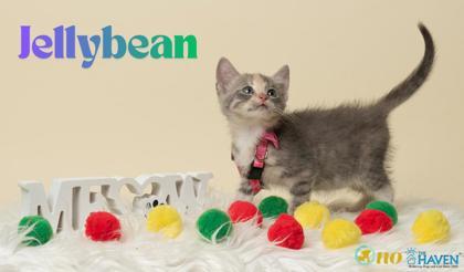 Jellybean, Adoptable, Kitten Female Domestic Medium Hair & Domestic Short Hair.