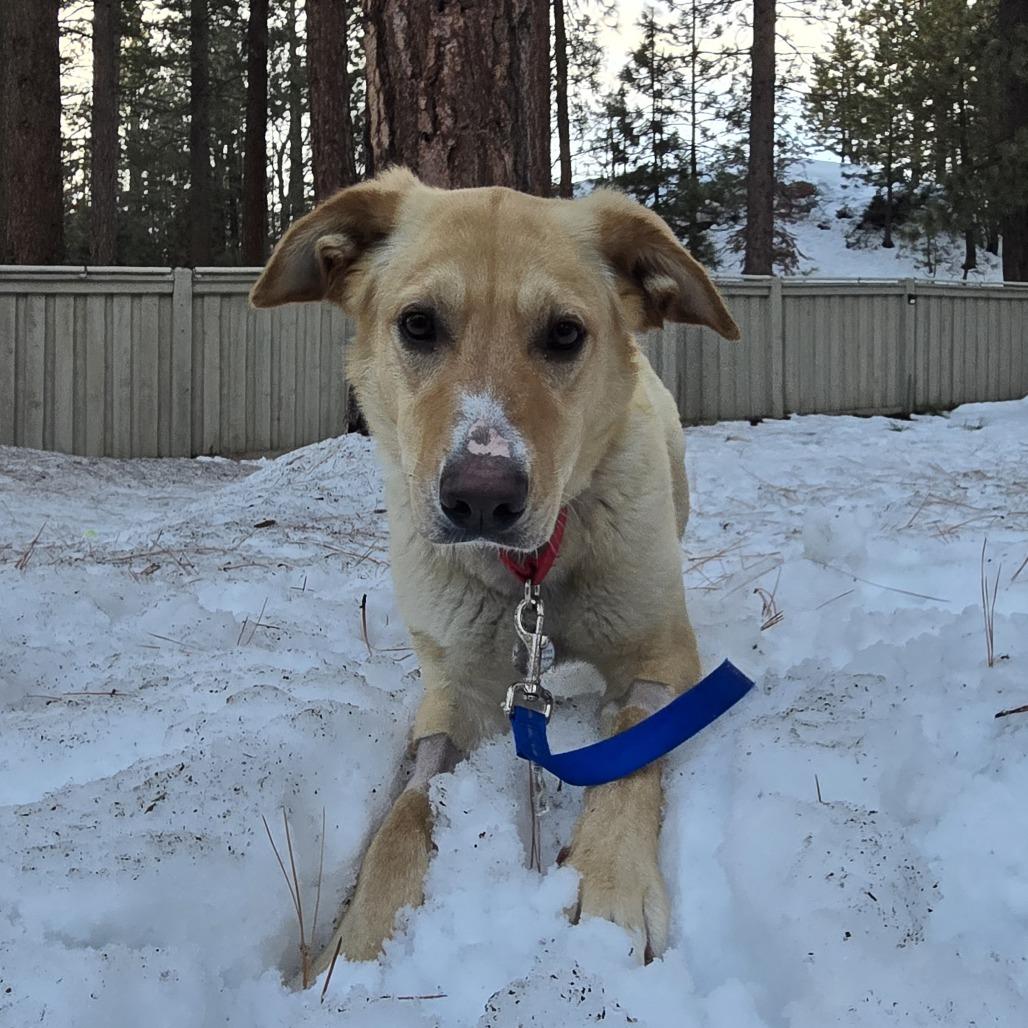 Arielle, a Adoptable mixed breed in Incline Village, NV image 2/5