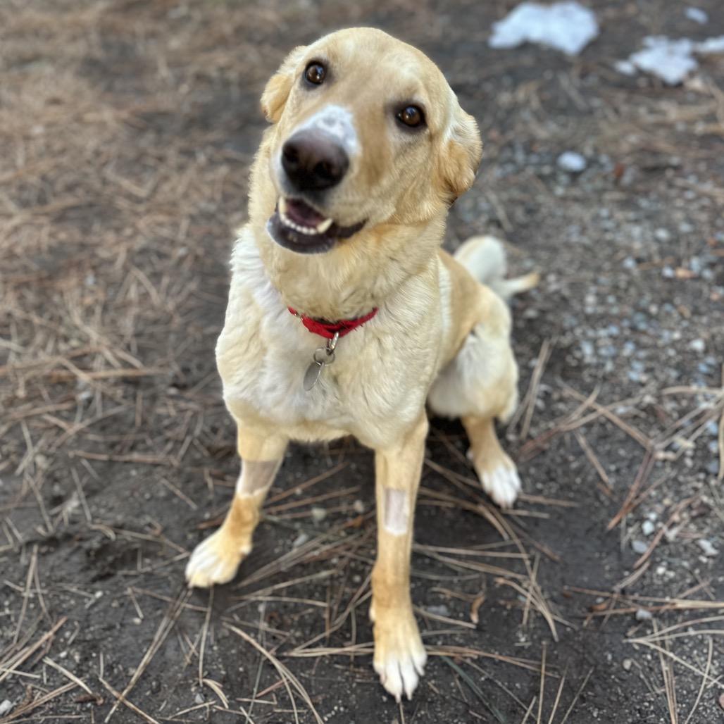 Arielle, a Adoptable mixed breed in Incline Village, NV image 4/5