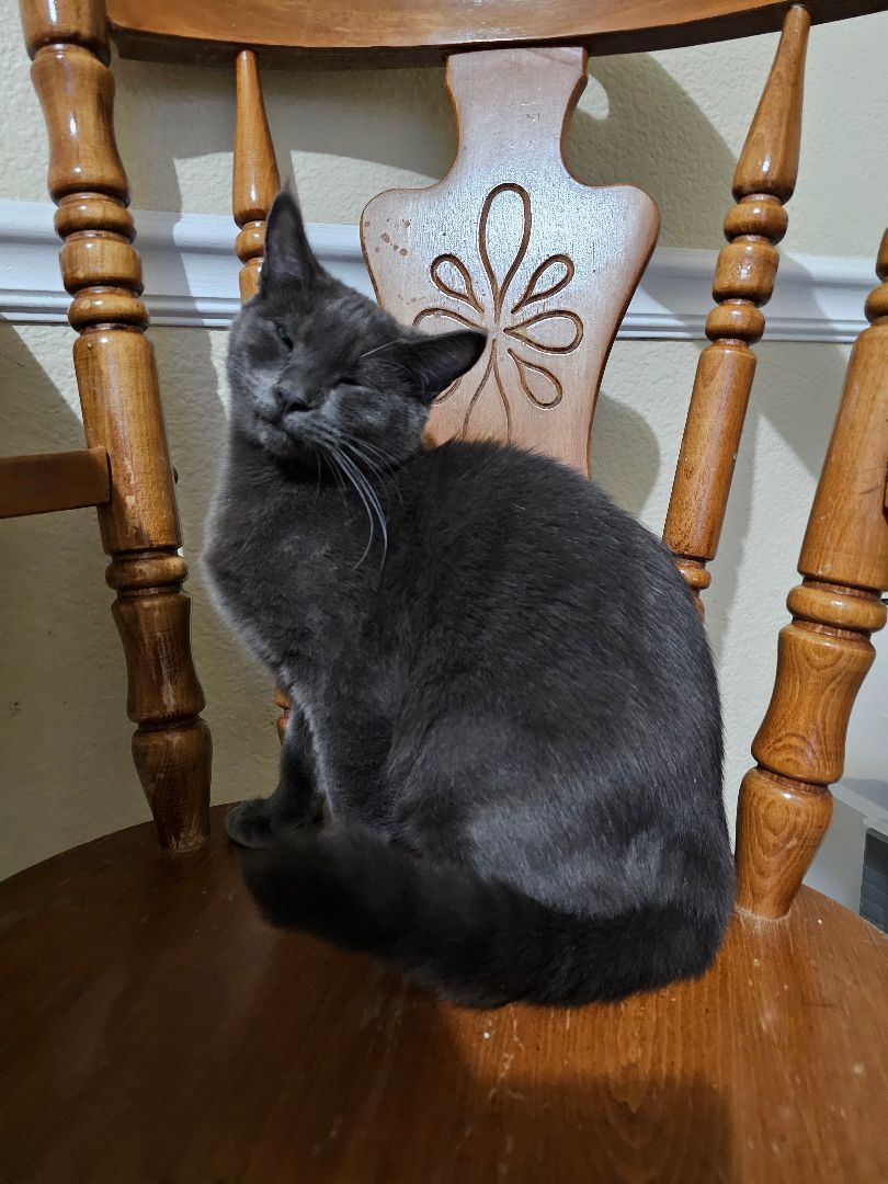 Rocky - Leo, a Adopted Silver in Rawlins, WY image 1/2