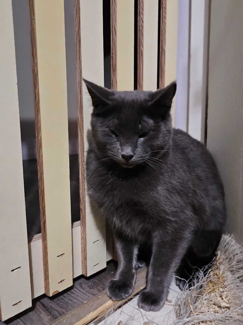 Rocky - Leo, a Adopted Silver in Rawlins, WY image 2/2