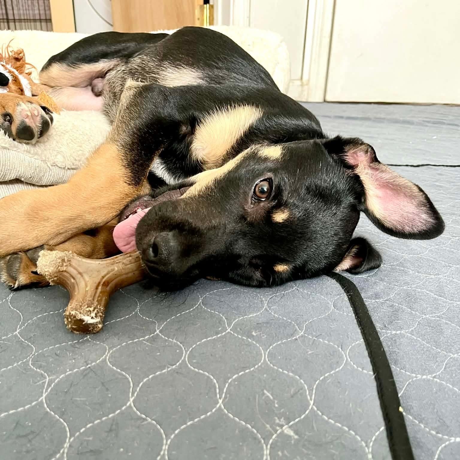 LeFou — thumbnail 2