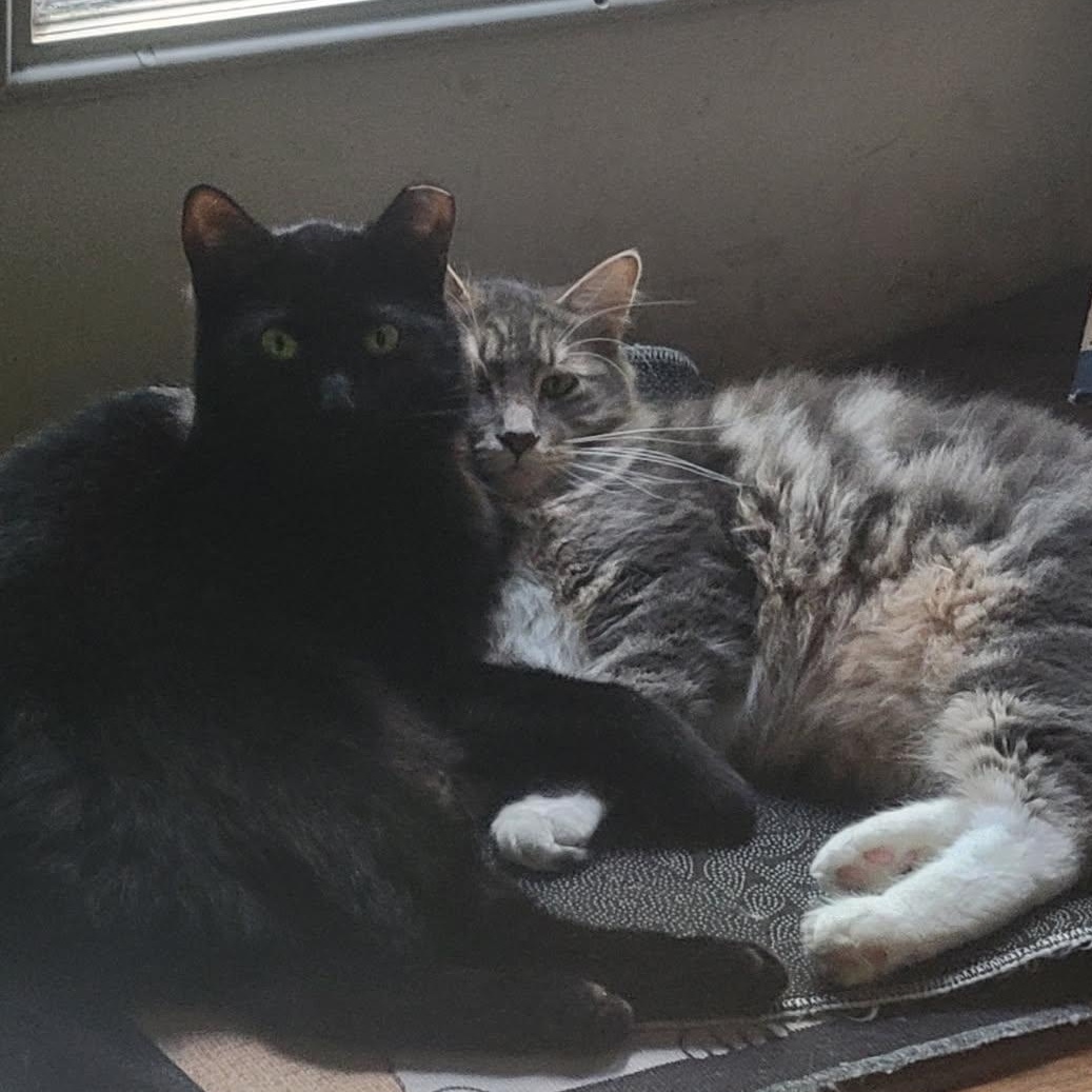 Jericho, a Adoptable Domestic Medium Hair in Garden City, MI image 1/4