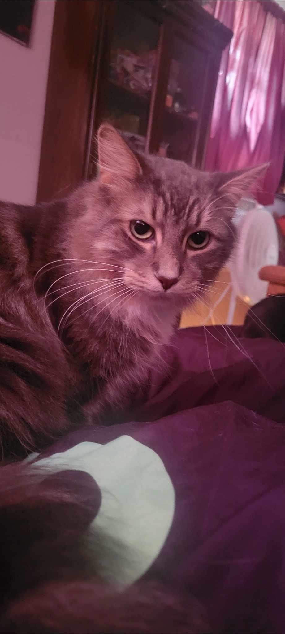 Jericho, a Adoptable Domestic Medium Hair in Garden City, MI image 2/4