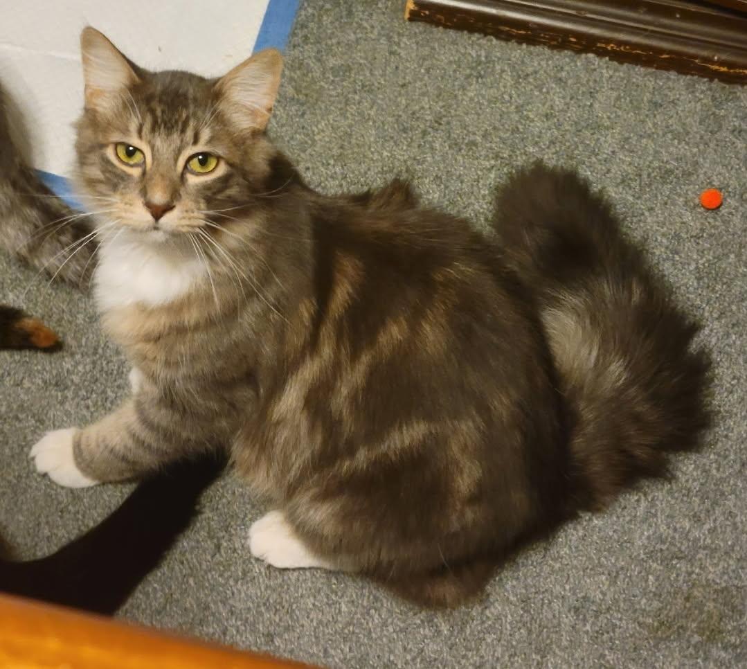 Jericho, a Adoptable Domestic Medium Hair in Garden City, MI image 3/4