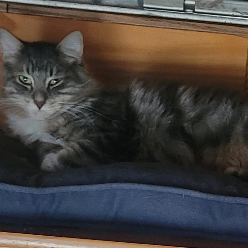 Jericho, a Adoptable Domestic Medium Hair in Garden City, MI image 4/4