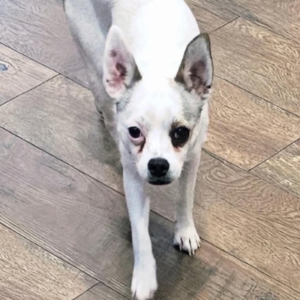 Tiki OS NV, Adoptable, Adult Male Chihuahua & Jack Russell Terrier.