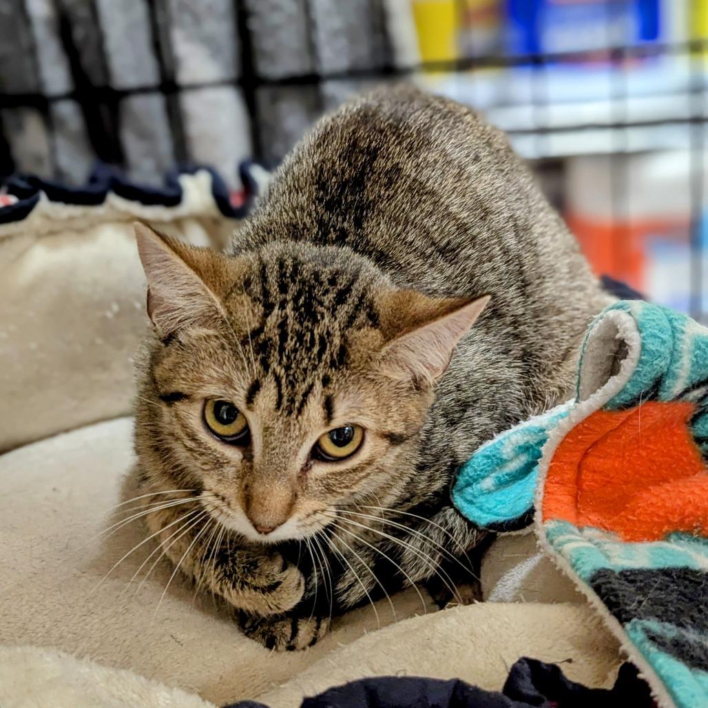 Enlarge Wendy, a Adoptable Domestic Short Hair in Buffalo, NY image 1/2