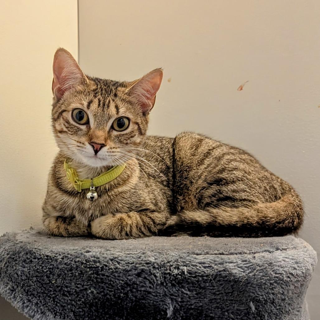 Enlarge Wendy, a Adoptable Domestic Short Hair in Buffalo, NY image 2/2