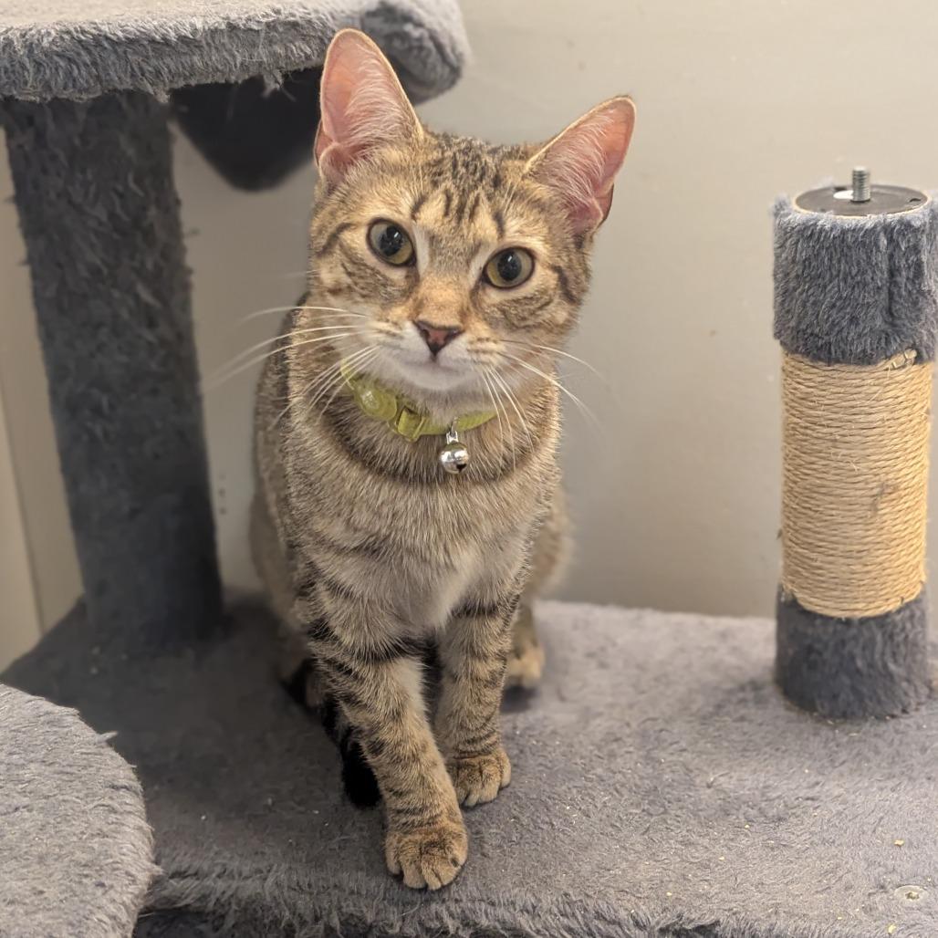 Wendy, Adoptable, Adult Female Domestic Short Hair.
