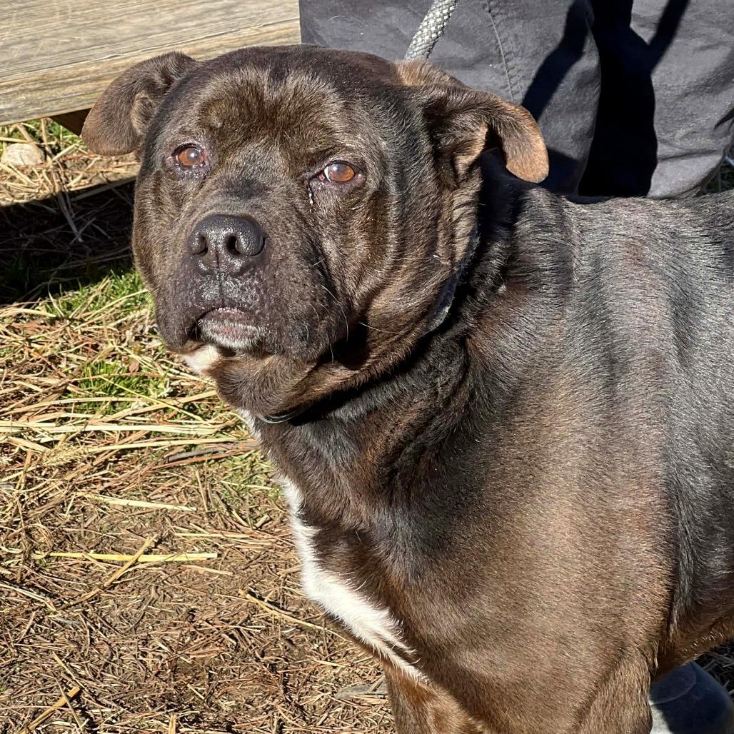 Buddy, Adoptable, Adult Male Mixed Breed.