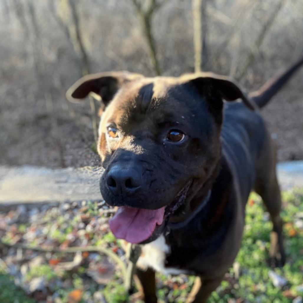 Enlarge Buddy, a Adoptable Mixed Breed in Huntington, WV image 2/6
