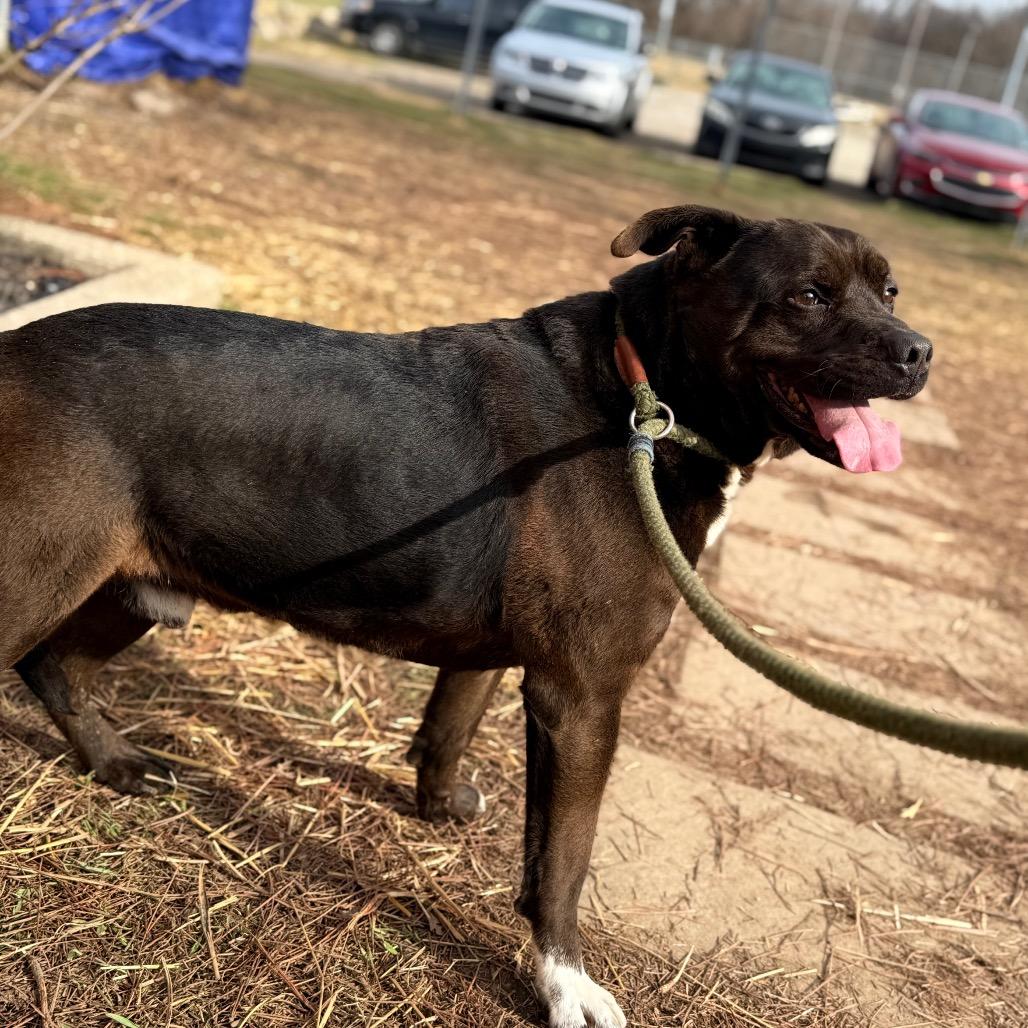 Enlarge Buddy, a Adoptable Mixed Breed in Huntington, WV image 3/6