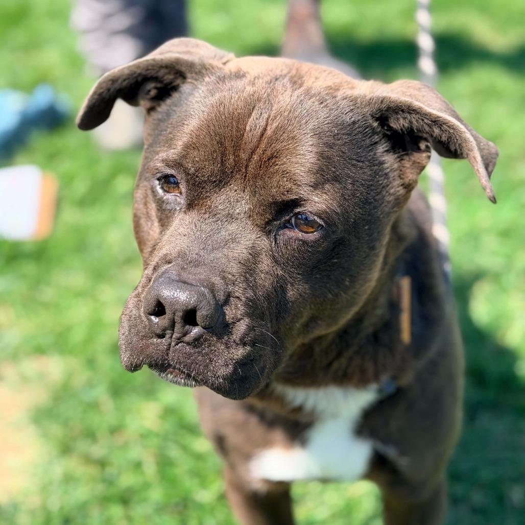 Enlarge Buddy, a Adoptable Mixed Breed in Huntington, WV image 4/6