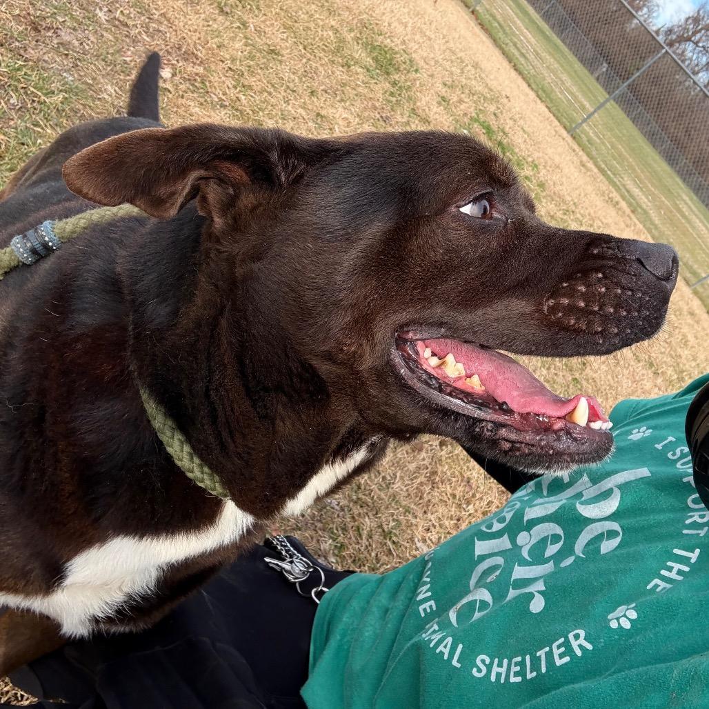 Enlarge Buddy, a Adoptable Mixed Breed in Huntington, WV image 5/6