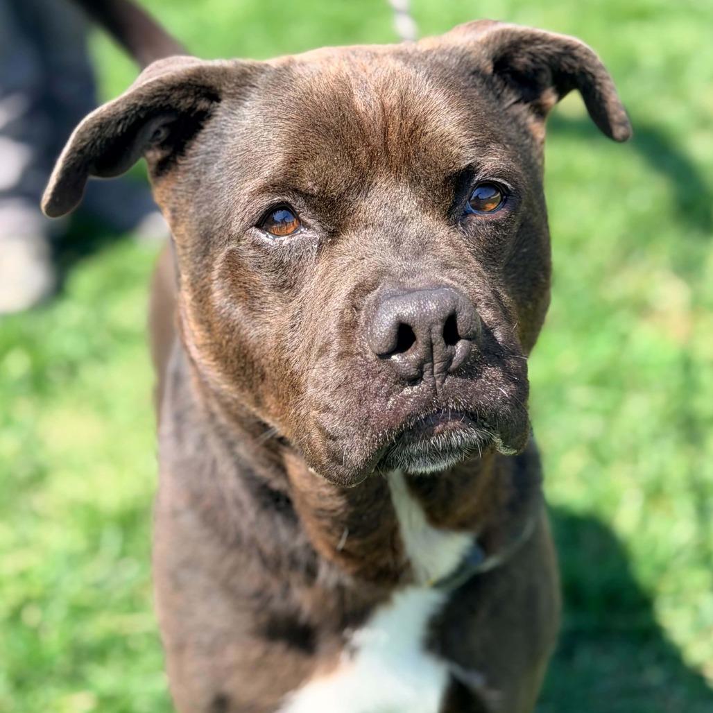 Enlarge Buddy, a Adoptable Mixed Breed in Huntington, WV image 6/6